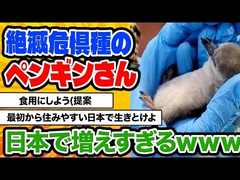 画像 フンボルトペンギン、日本の気候に合いすぎて大繁殖