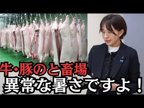 画像 【都議会】と畜場は異常な暑さですよ！【令和8年予算審議】【中央卸売市場】