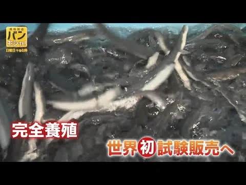 画像 卵から成魚「完全養殖ウナギ」世界初の試験販売へ　桝が見た最新技術の裏側　「食文化」つなぐ新たな一歩