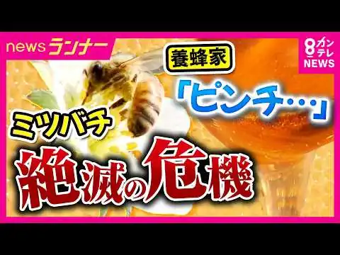 画像 【ミツバチ激減】養蜂家「ピンチですね」 私たちの食卓にも大打撃⁉ 温暖化や寄生虫の増加などの影響で絶滅の恐れ　救世主は“ハエ”？