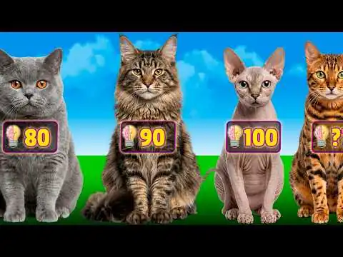 画像 猫の品種をIQ順にランキング：一番賢いのは？