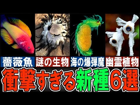 画像 【閲覧注意】 ヘンテコすぎる新種の生き物６選【ゆっくり解説】【動物おもしろ雑学】