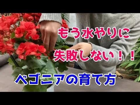 画像 ベゴニアの育て方＆管理方法