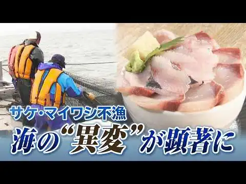 画像 秋サケ不漁・マイワシ水揚げゼロ　海水温の上昇と「親潮」の弱まりで北海道の海に“異変”か